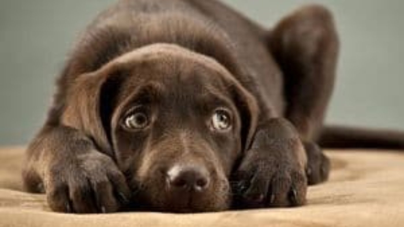 nervous_lab_puppy-studio-portrait-lg-800x600 (1)